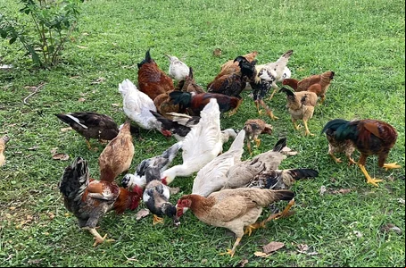Galinhas