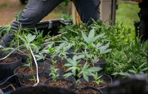 Maconha apreendida na zona Sudeste de Teresina