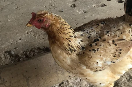 Galinha de lado