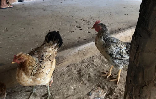 Galinhas