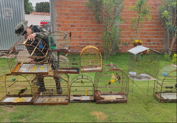 Operação resulta na apreensao de aproximadamente 50 aves silvestres