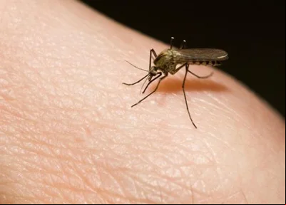 Mosquito transmissor da malária